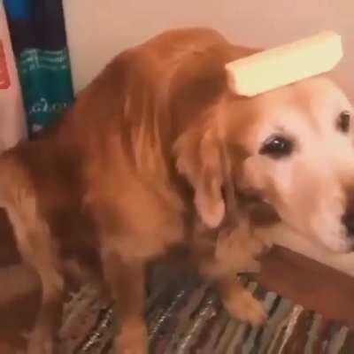 BUTTER DOG😎