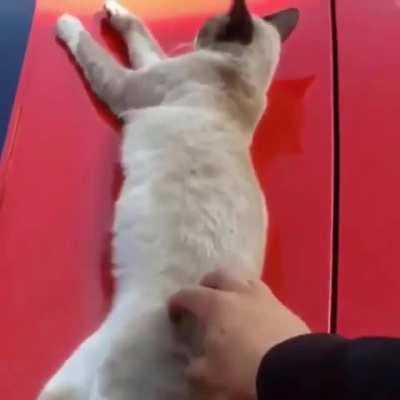 Cat Sleeping on Sports Car Gets Startled by Human