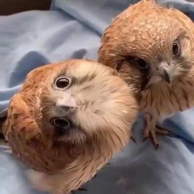 Baby Falcons