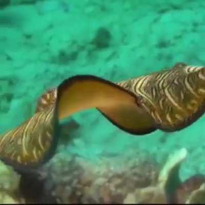 WEEK 63 OF FLAT WORM FRIDAY!!!!!