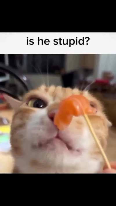 At least his orange brother got it. 