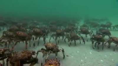 Crabs walking underwater