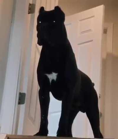 “There is no good boy, only ZUUL”