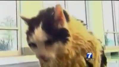 Aw Lawd, We Gigglin'