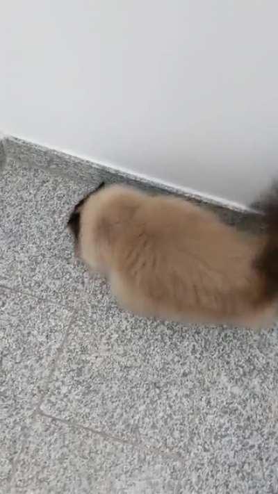 Coming home to an excited kitty after a long 4 hours away (sound on!)