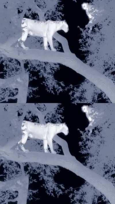 Leopard Hunting Baboons in a tree at night.