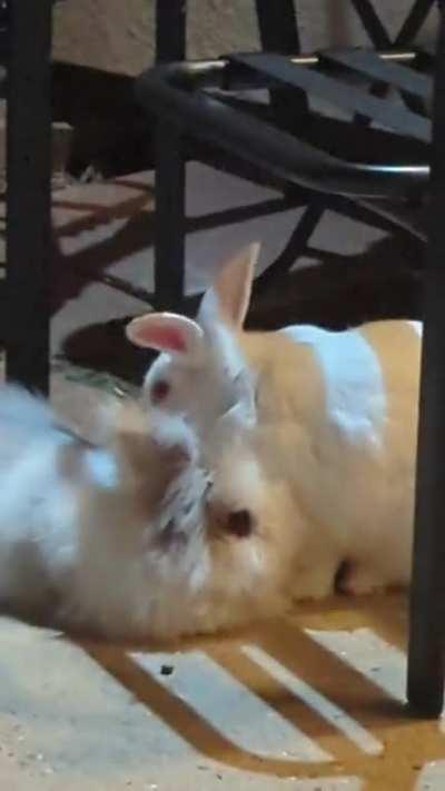 Silkie Chimkins and Mallow mutual grooming 🥰🐰