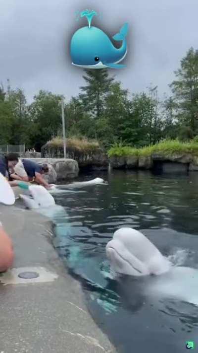 beluga whales are so cute