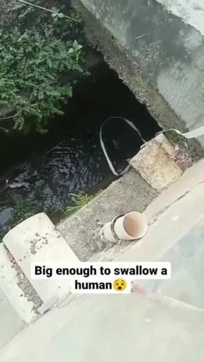 Sewage cleaning reveals an interesting tenant