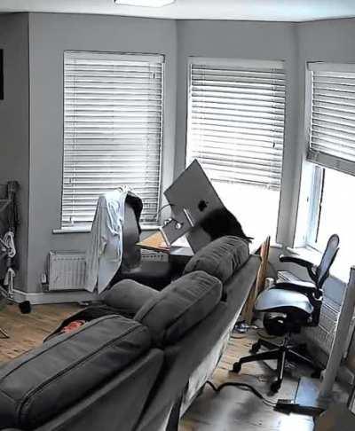 This round goes to the cat