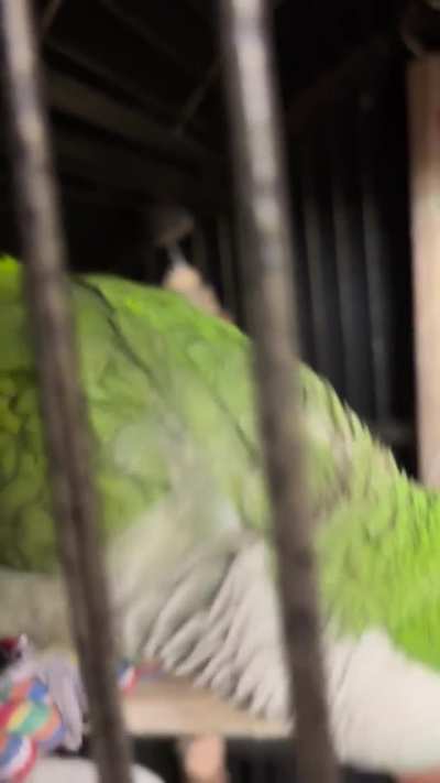 Is the brown feathers normal?