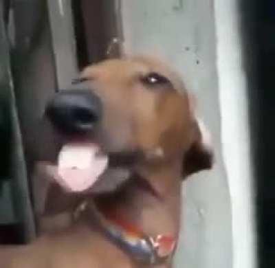 dog briland #1 moments 自杀瓶狗