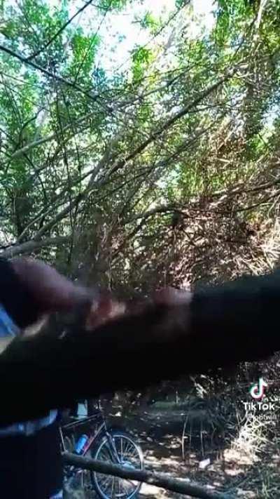 Average Death grips song