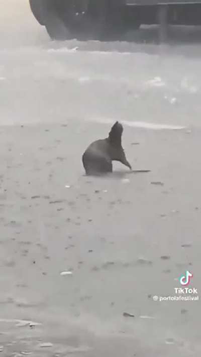 Nazrin spotted in the rain