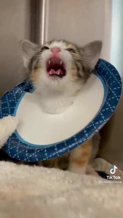 I saw this on tiktactok today and ran here…