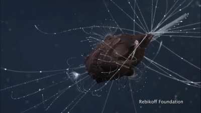 🔥first footage of mating pair of Anglerfish (small male attached to belly of larger female)