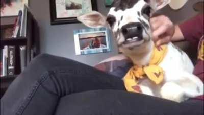 Angel back when she was just a little lap cow.