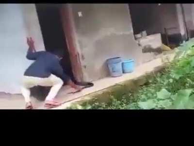 How not to rescue a king cobra