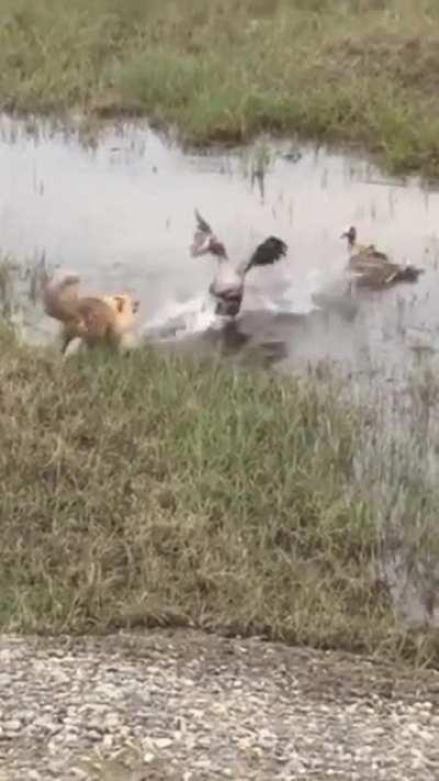 Гусь - защитник