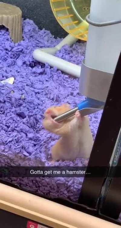 What the hamster doing?