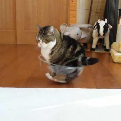 Maru blesses this bowl