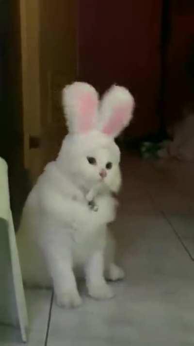 Cat + Rabbit = ?