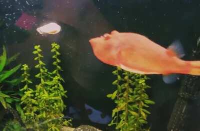 This chonky yam is always hungry!