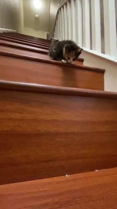 Weebie starts conquering steps, now, she is the keeper of the stairs.