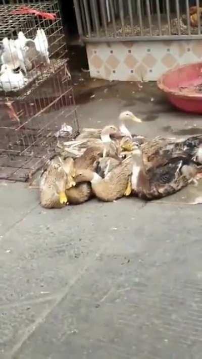 Just a random Duck Quacking up