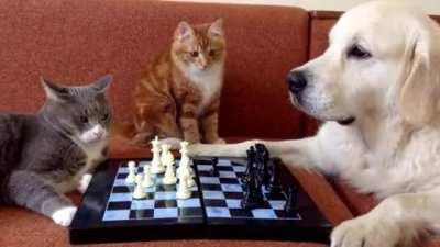 Cats and dogs playing chess