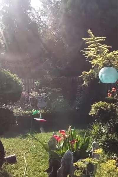 Interesting watering machine