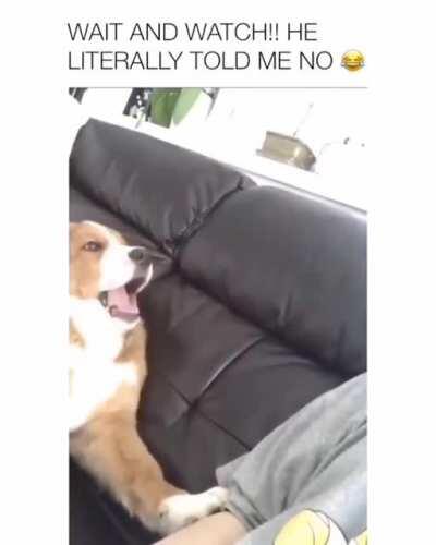 Dog literally said 'No' and then started his drama🤣😂🤣