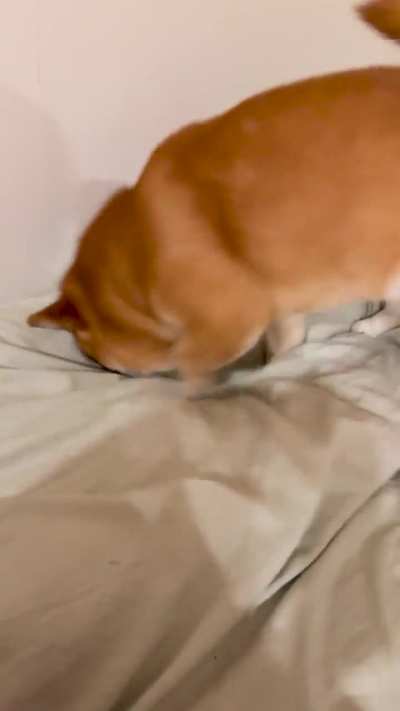 Momo doesn’t always sleep on my bed, but when he does he needs to let me know whose bed it really is