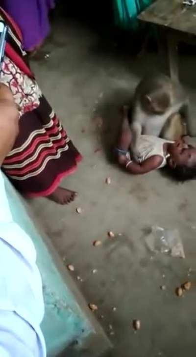 Monkey steals a baby