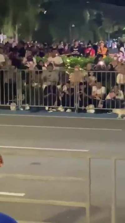 Dia sekor jer dah buat orang ramai huru hara, aggresif, panik! Memang Adorable laaa ko nie yemm