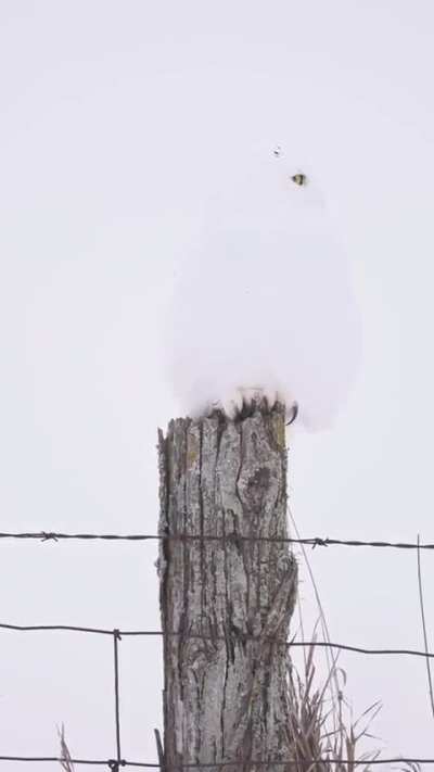 🔥 Owl in snow