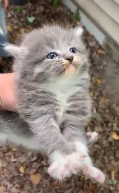 Smol escape artist is united with his family