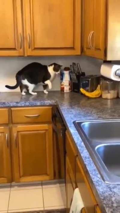 This banana messed with the wrong cat