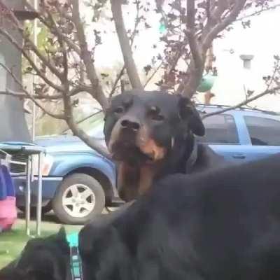 Twins aren’t completely the same.