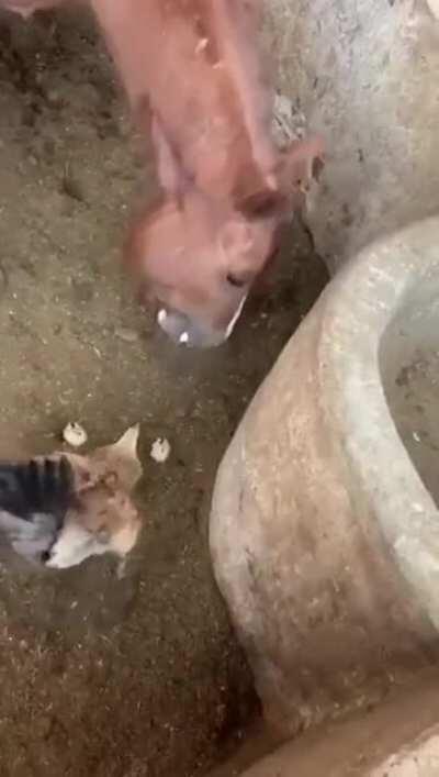 Horse eats chick in front of hen