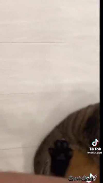 What a chonker, I love him