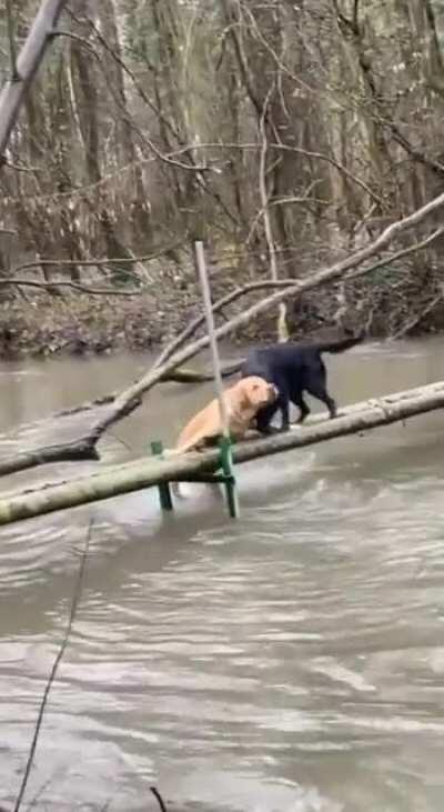 Dog helps his buddy out