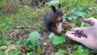 Грибник встретил белку и сломал её