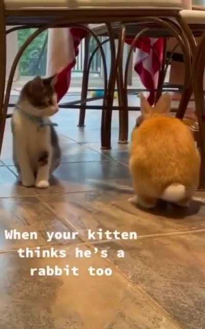 BunnyOS Is Now 100% Compatible Running On Cat Hardware