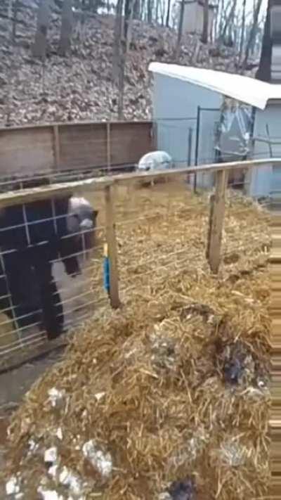 Sejuani vs volibear gameplay