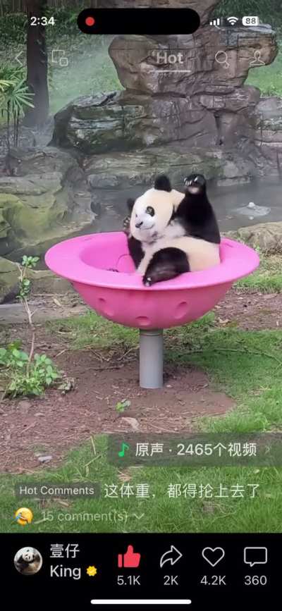 Panda being a kid.