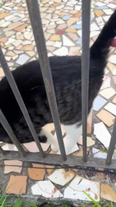 Look at me BEGGING for some love from this beautiful creature while I was taking a walk