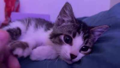 This criminal pretends to be sweet, but then he goes back to being a cute little monster