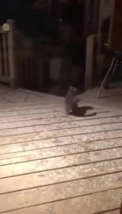 Коты и первый Снег