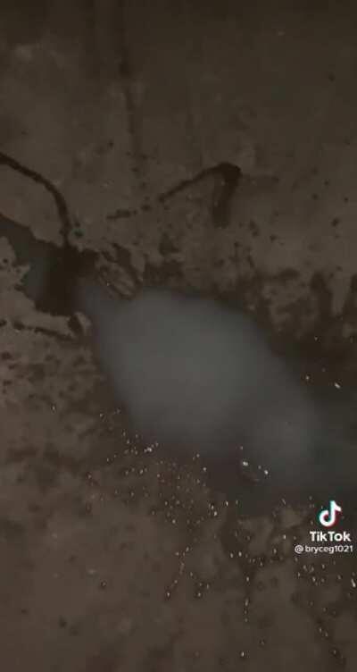 Oompa after the wax video